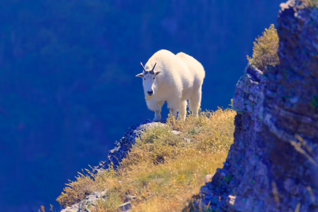 The same goat against a deep saturated blue slope, the grass acid yellow.