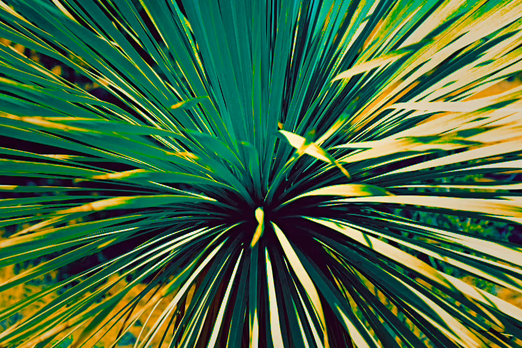 The same yucca after the edit: the blades pushed to vivid teal and acid yellow at high contrast.